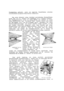 Appendix 1989, page 2, Boy Surface - Imbedding of Projective Plane with Triple Point