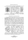 Appendix 1989, page 4, Boy Surface - Imbedding of Projective Plane with Triple Point