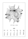 June 1989, I-Wp Minimal Surface in a Cube